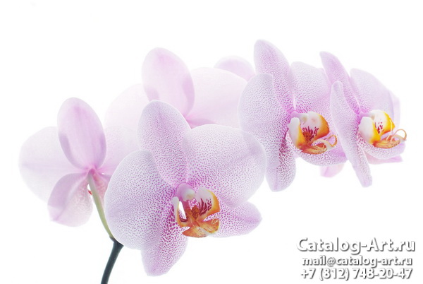 Pink orchids 33